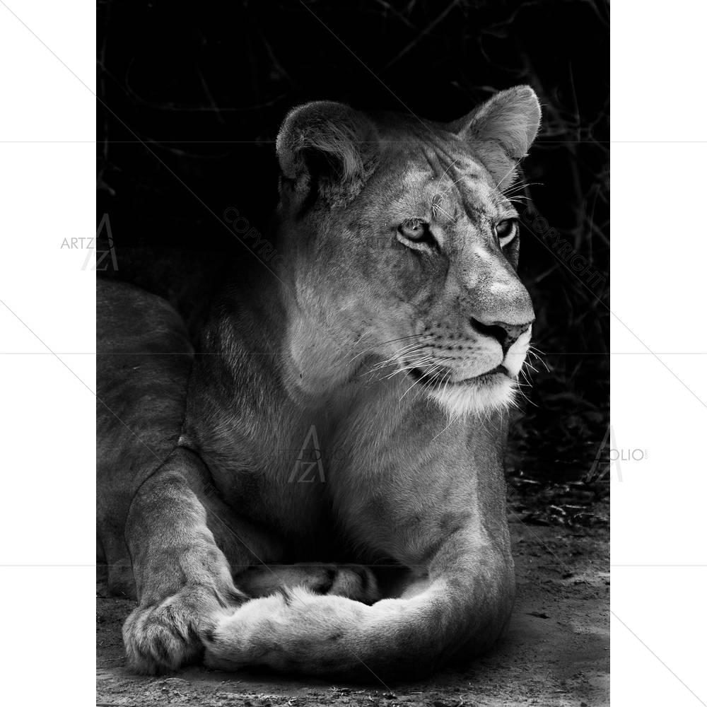 Wild African Lion D2 — custom-size art design 5003733