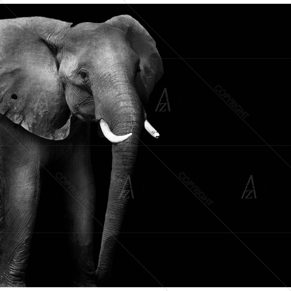 Wild African Elephant D3 — African custom art by ArtzFolio