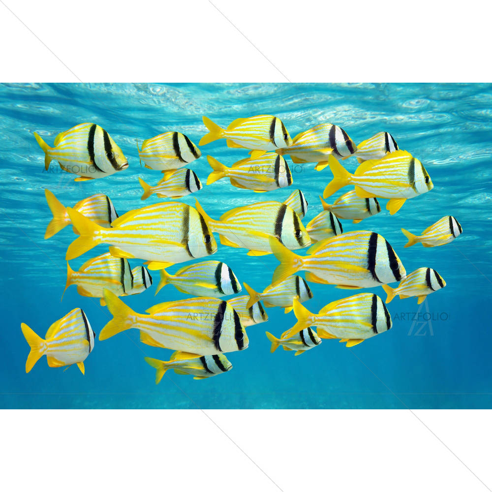 Tropical Fish Caribbean Sea — custom-size art design 5003766