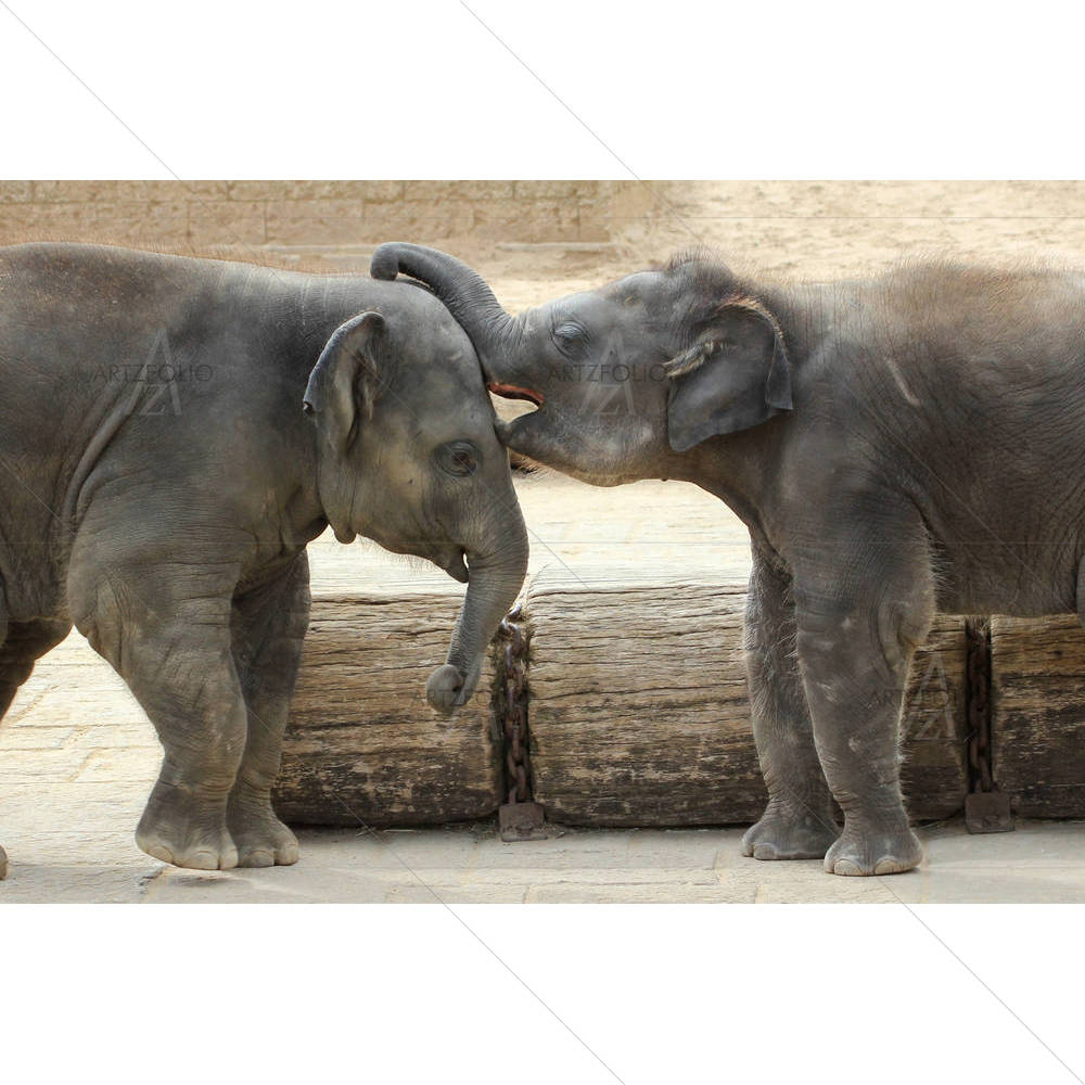 Elephants Touching Each Other — Adult custom art by ArtzFolio