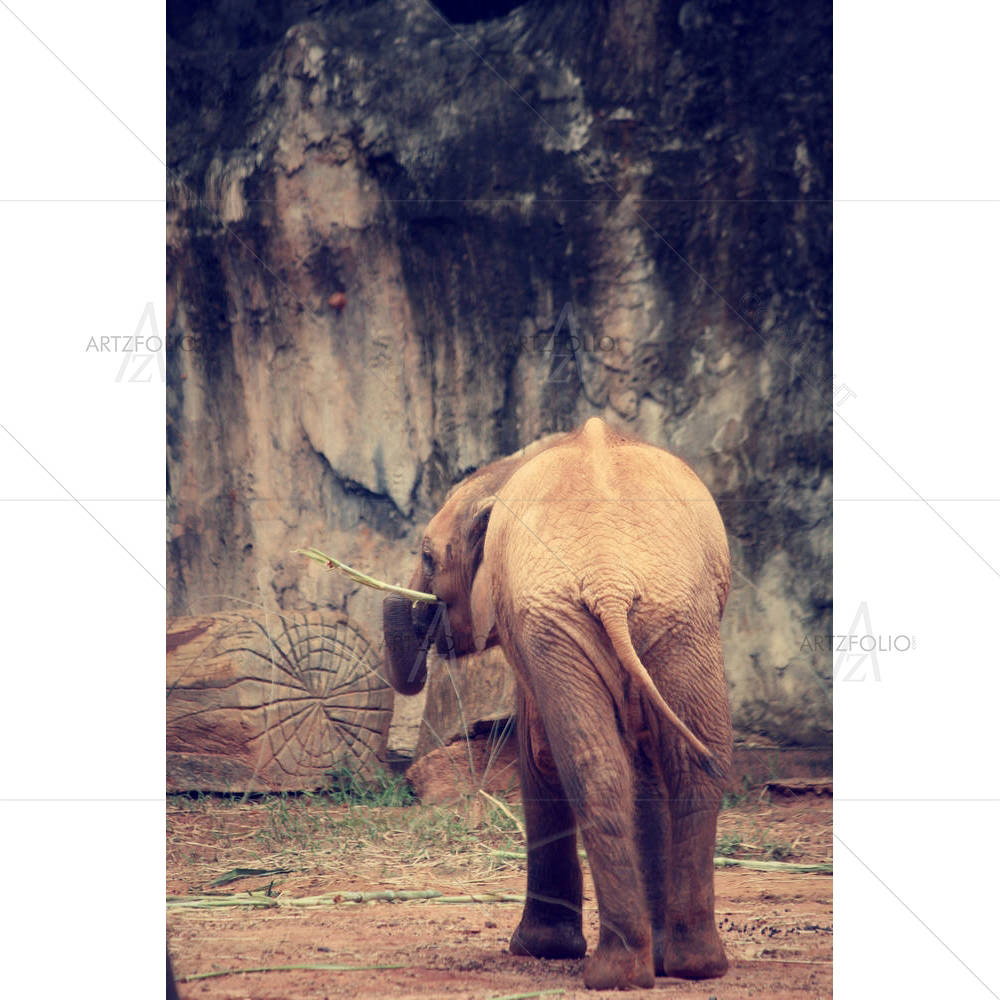 Baby Elephant D1 — custom-size art design 5003812