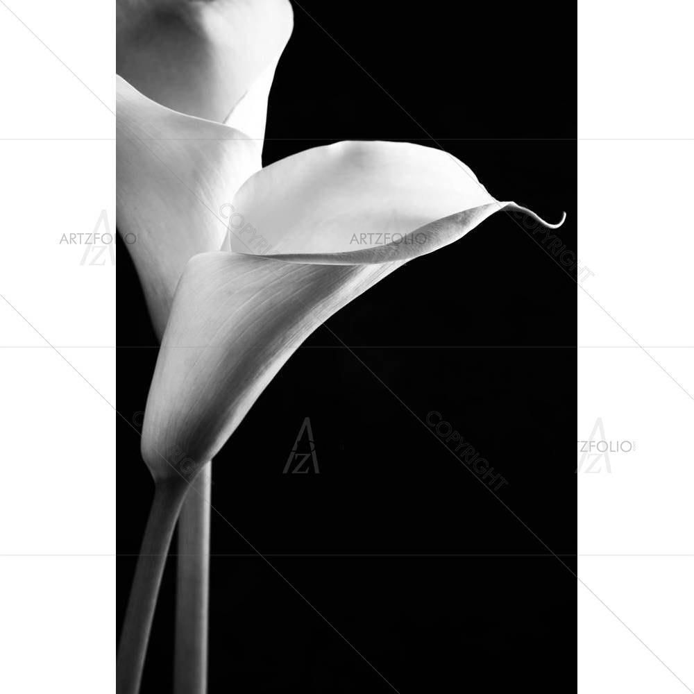 Calla Lilies — custom-size art design 5003814