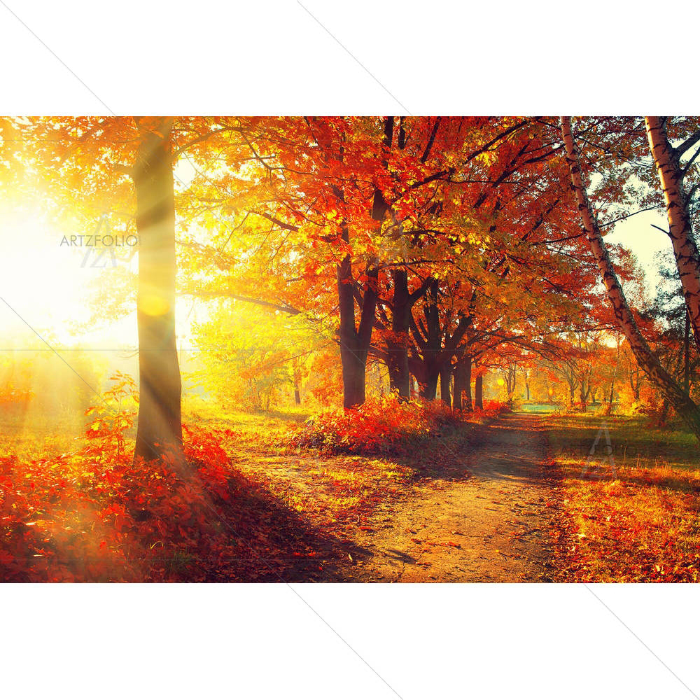 Autumnal Trees In Sun Rays D1 — custom-size art design 5003829