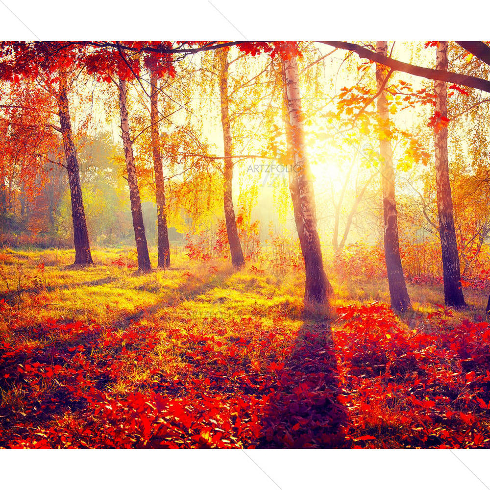Autumnal Trees In Sun Rays D2 — custom-size art design 5003845