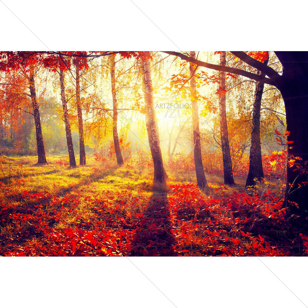 Autumnal Trees In Sun Rays D4 — custom-size art design 5003847