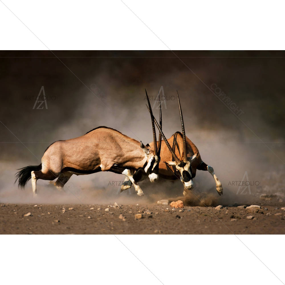 Intense Fight Between Two Male Gemsbok In Etosha — African custom art by ArtzFolio