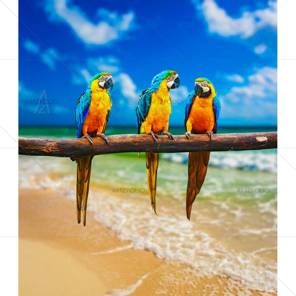 Parrots On Beach — custom-size art design 5003903