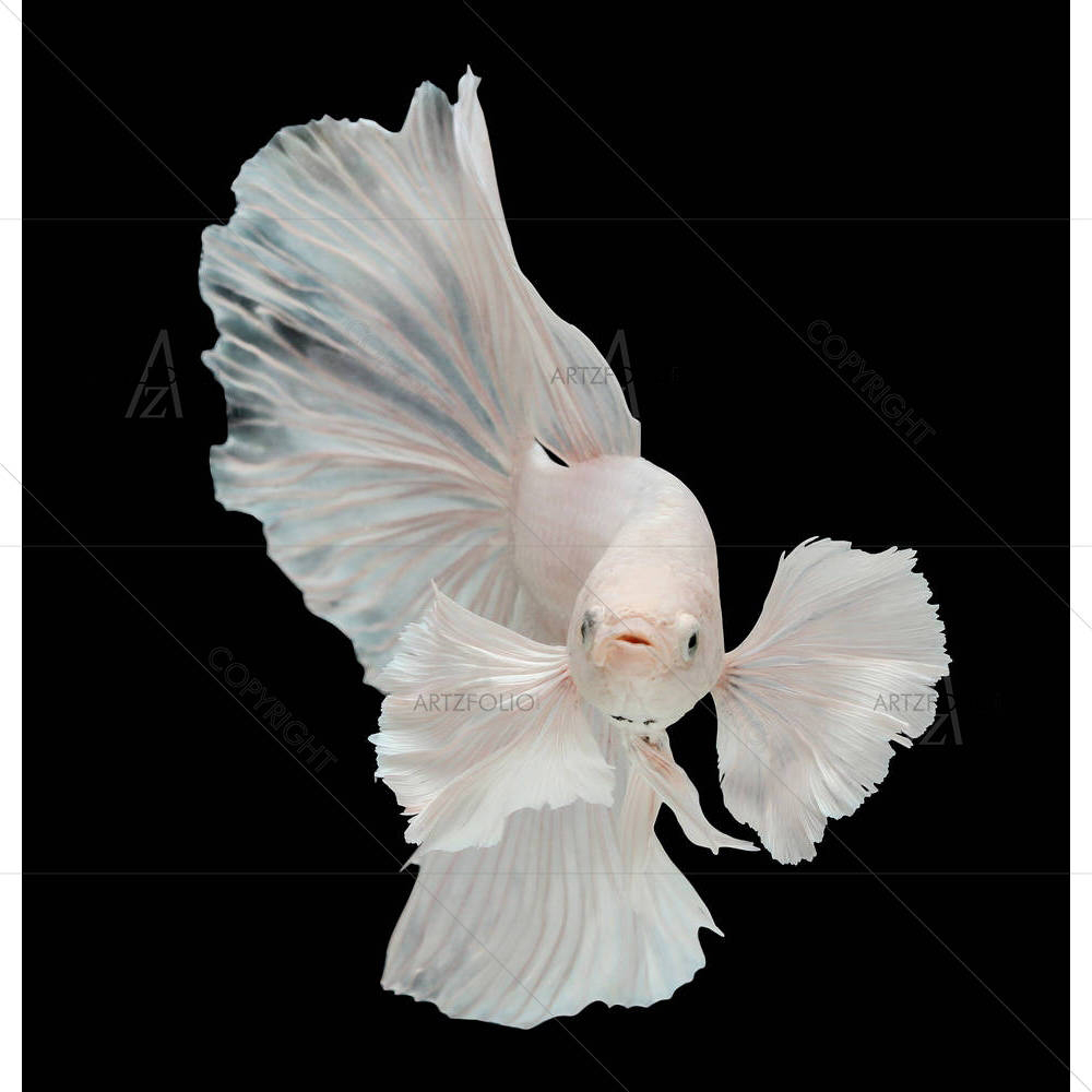 Betta Big Ear — custom-size art design 5003926