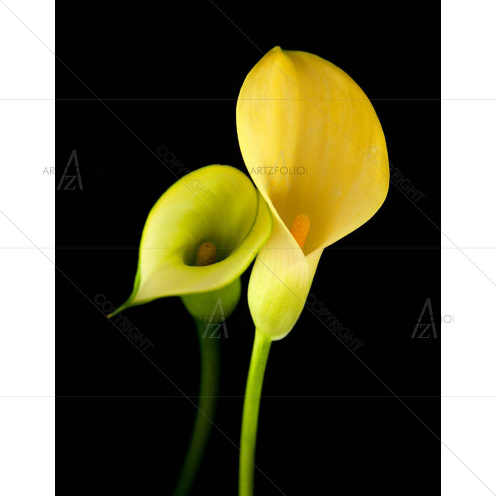 Yellow Calla Lily Flower — custom-size art design 5003945