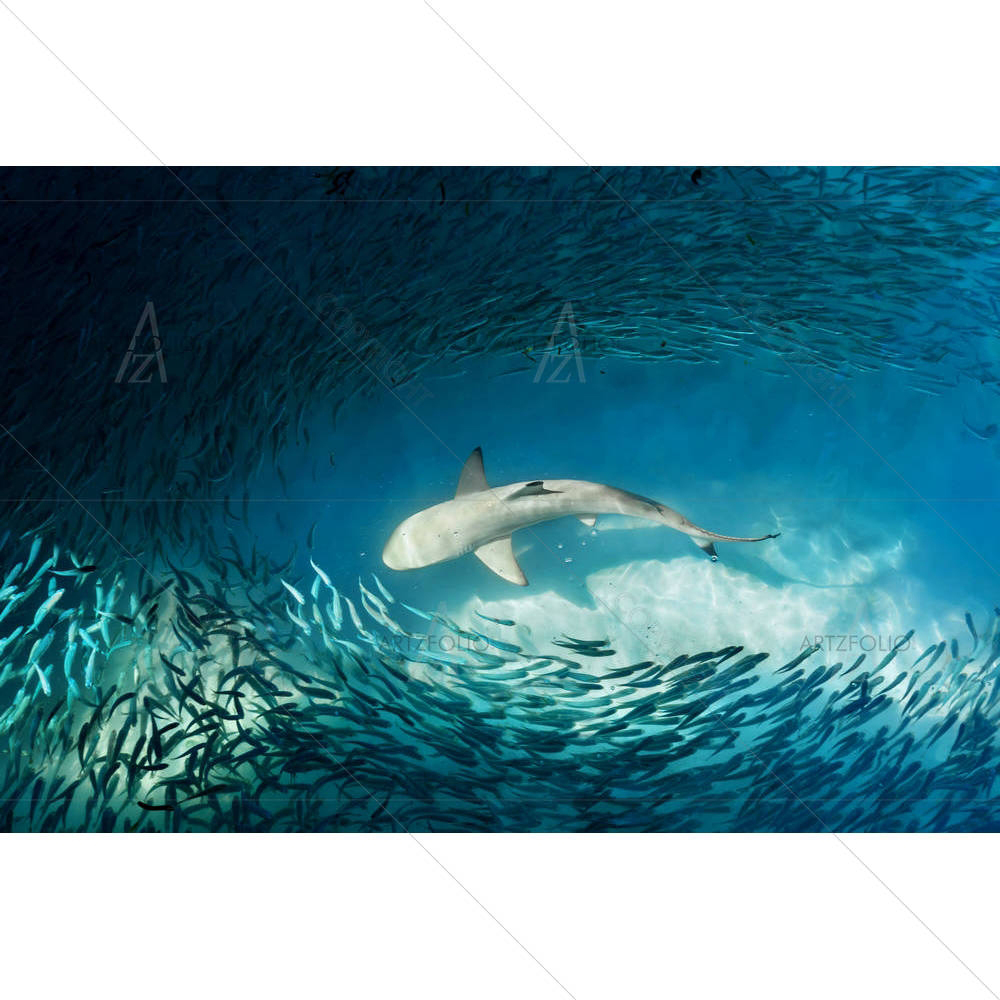 Shark & Small Fishes — custom-size art design 5003968