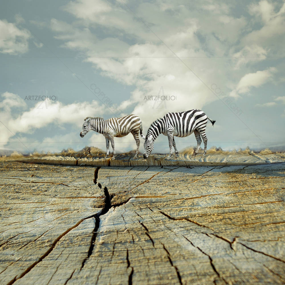 Two Zebras — Animals custom art by ArtzFolio