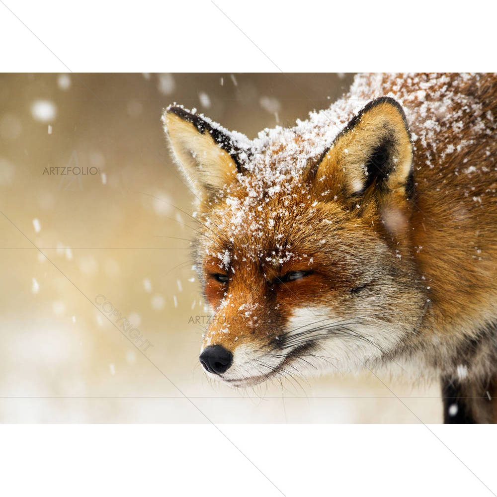 Red Fox Winter Portrait — custom-size art design 5004115