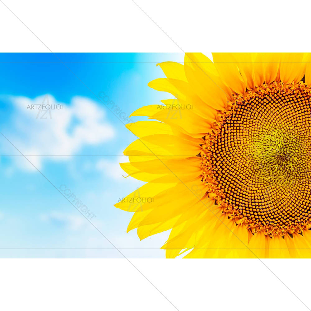 Sunflower & Blue Cloudy Sky — Botanical custom art by ArtzFolio