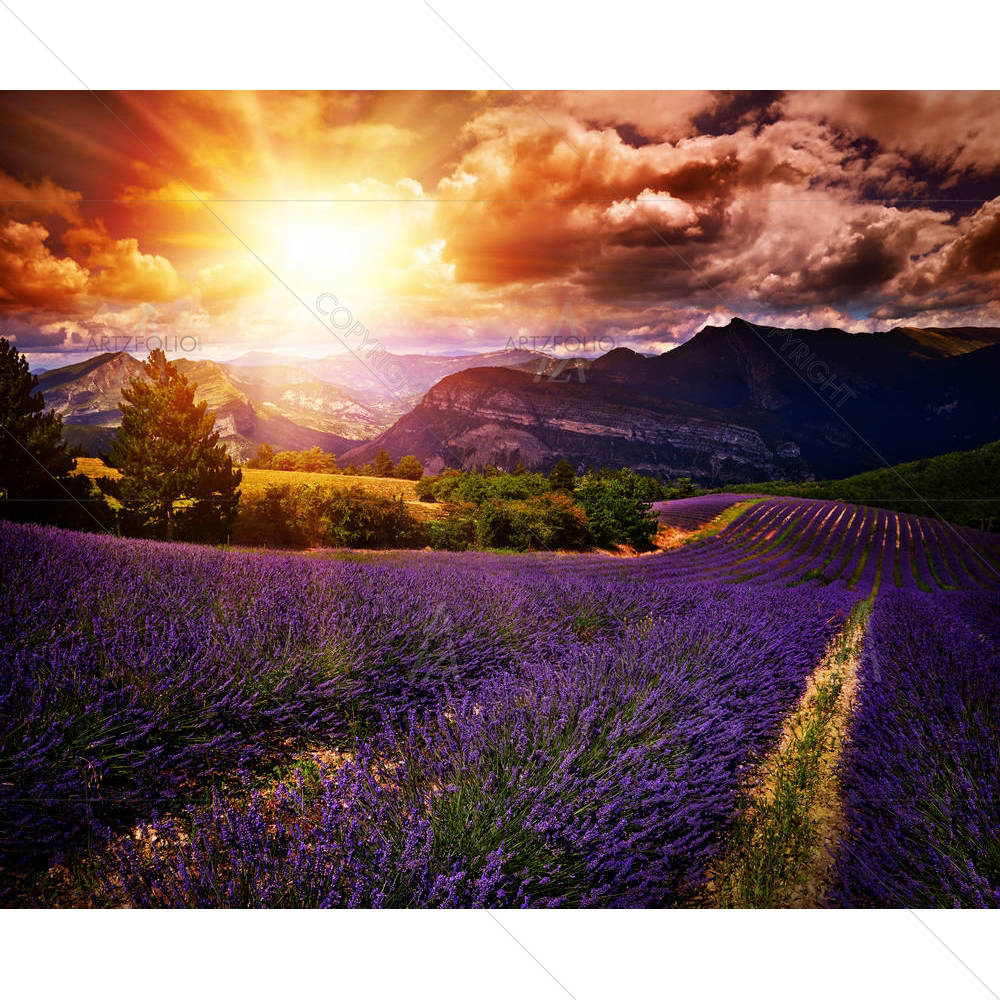 Lavender Field Summer Landscape — Landscapes custom art by ArtzFolio