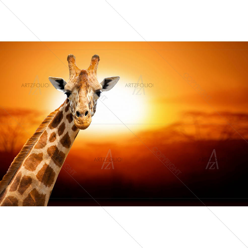 Giraffe On Sunset in Amboseli National Park, Kenya — custom-size art design 5004367