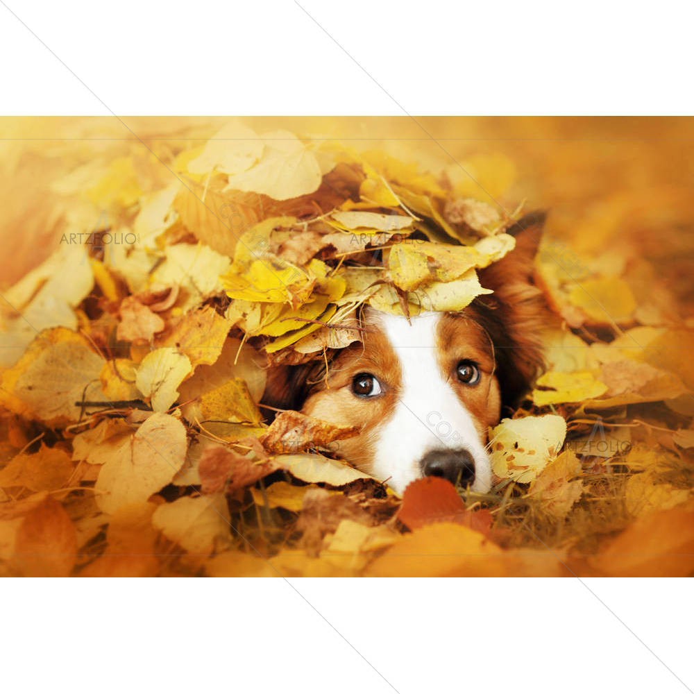 Dog Playing With Leaves — custom-size art design 5004528
