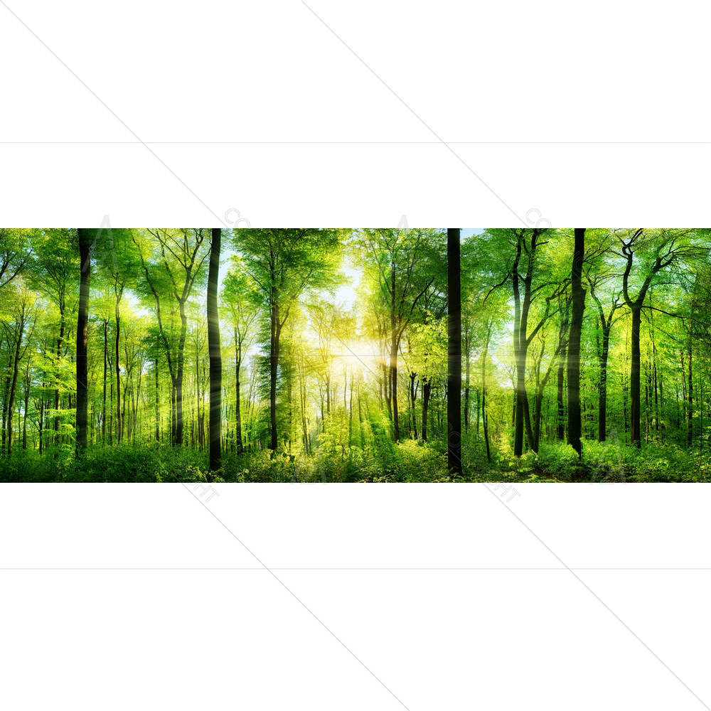 Forest Scenery D2 — custom-size art design 5004646
