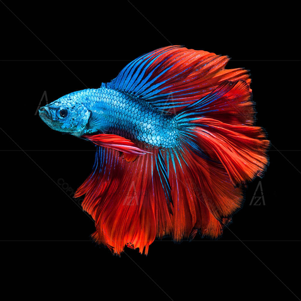 Siamese Fighting Fish D1 — custom-size art design 5004660