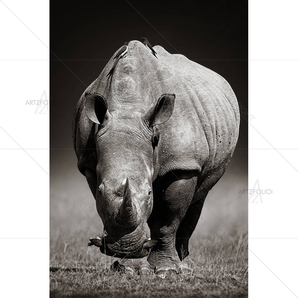 White Rhinoceros Kruger National Park, South Africa — African custom art by ArtzFolio