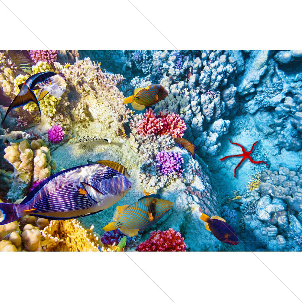 Corals & Tropical Fish — custom-size art design 5004700