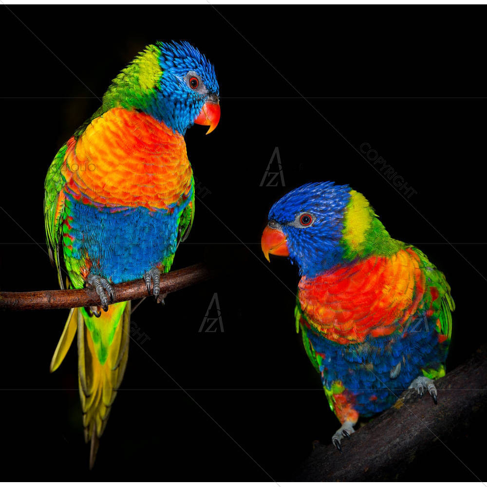 Rainbow Lorikeet Parrots — Animals custom art by ArtzFolio