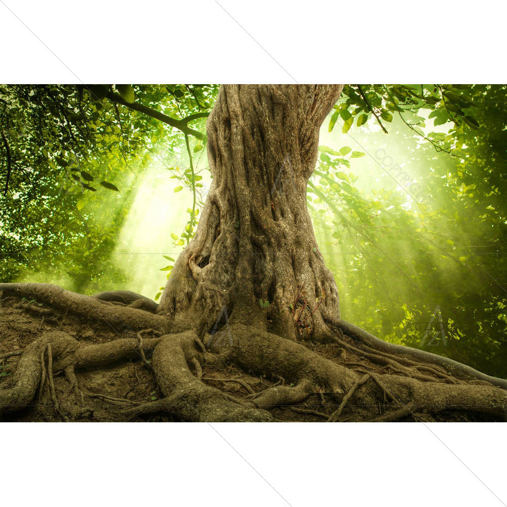 Big Tree Roots & Sunshine In A Green Forest — custom-size art design 5004708