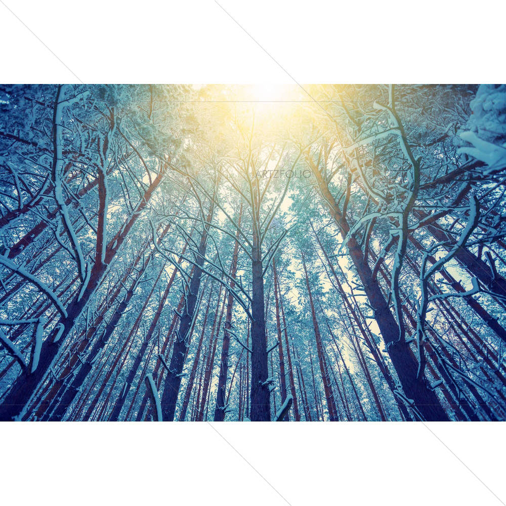 Trees Covered With Snow — custom-size art design 5004756