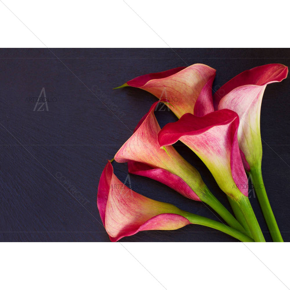 Calla Lilly — custom-size art design 5004841