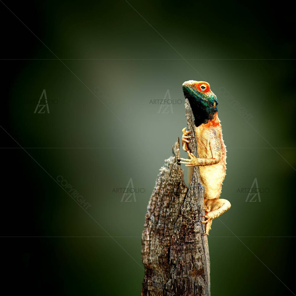 Exotic Lizard Sunbathing On Tree Stump — African custom art by ArtzFolio