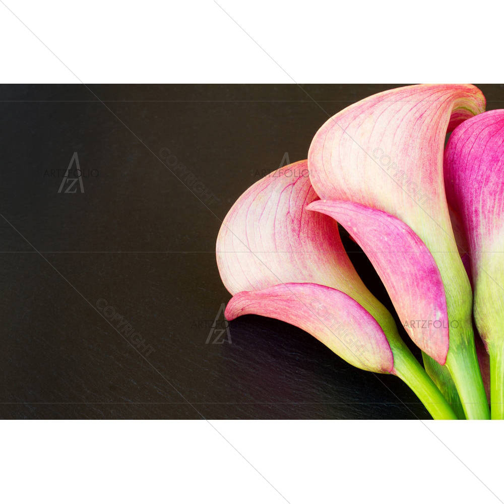 Pink Calla Lilly Flowers — custom-size art design 5004924
