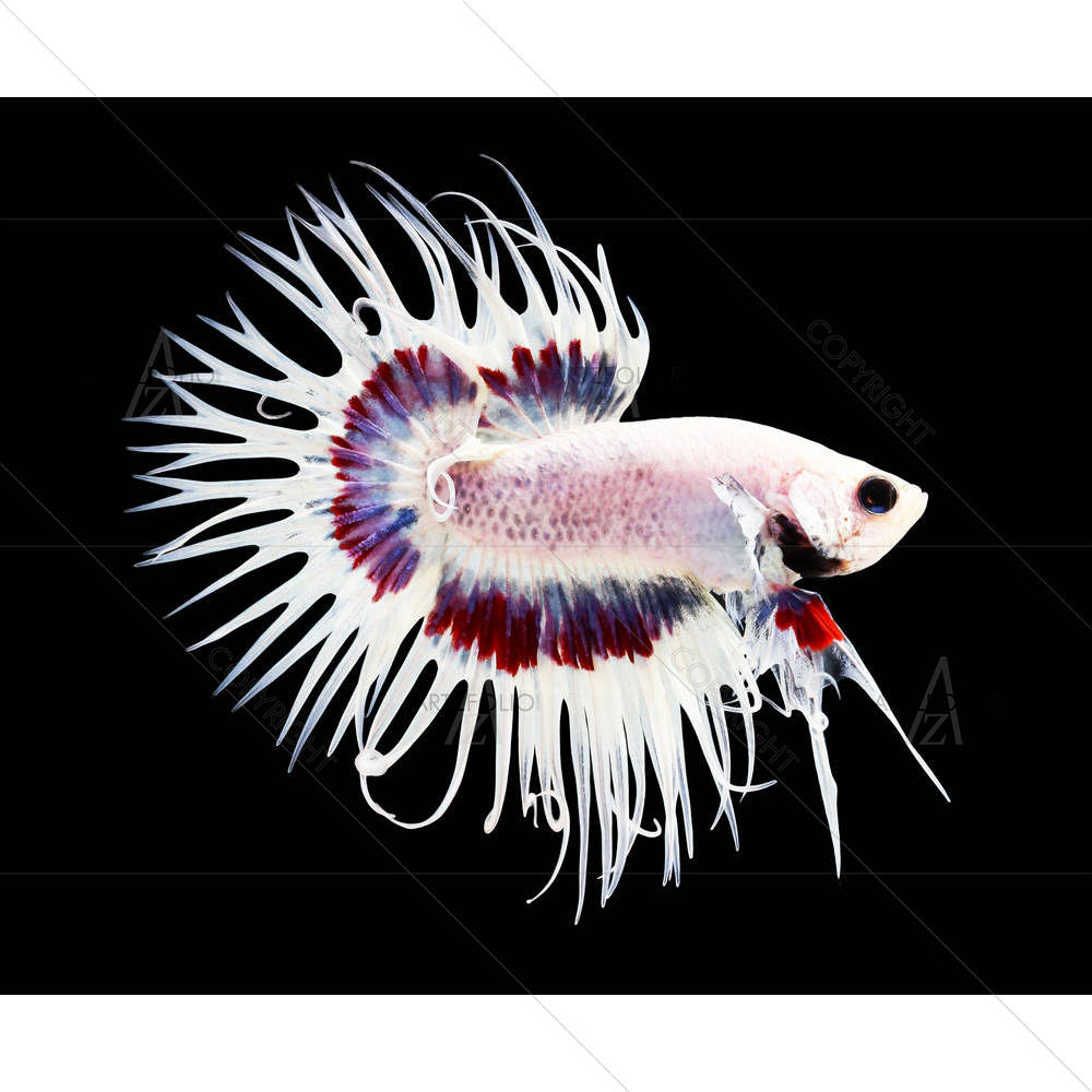 Betta Fish D1 — Animals custom art by ArtzFolio