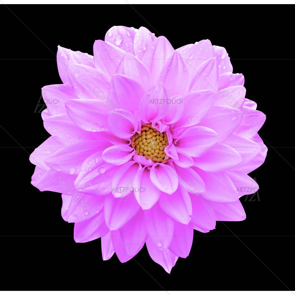 Violet Flower Dahlia — custom-size art design 5005257