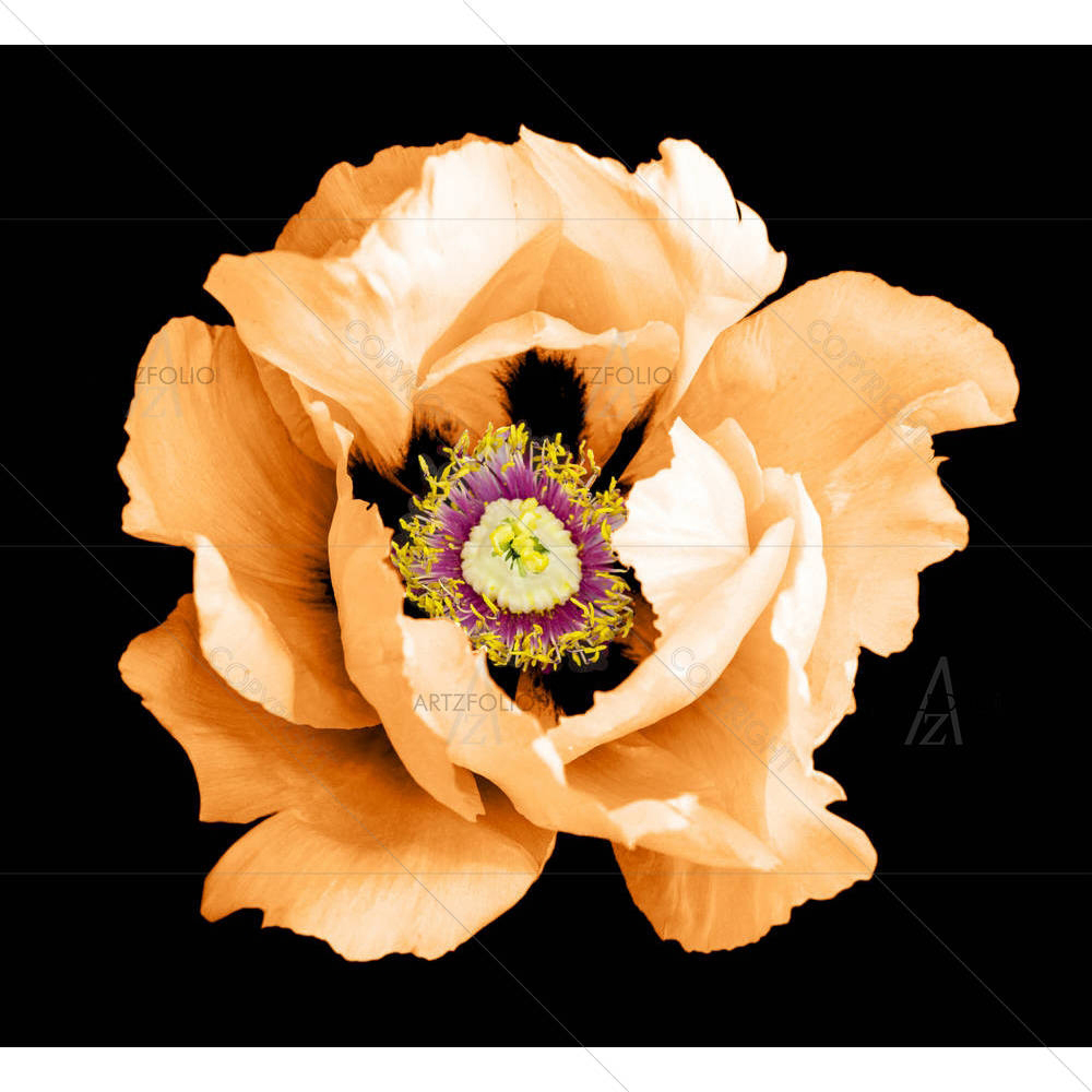 Orange Peony Flower — custom-size art design 5005258