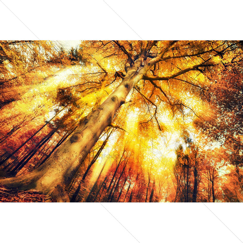 Forest Scenery In Autumn — Botanical custom art by ArtzFolio