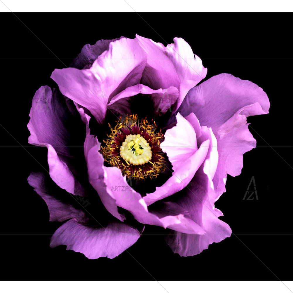Violet Peony Flower — Botanical custom art by ArtzFolio