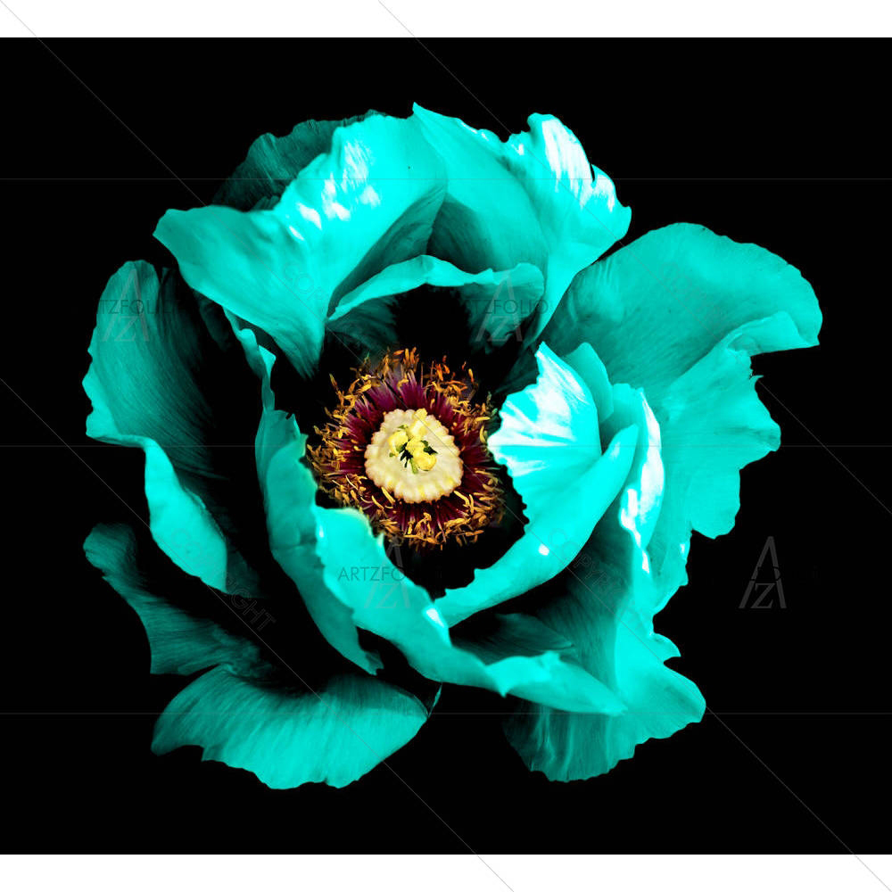Cyan Peony Flower — custom-size art design 5005295