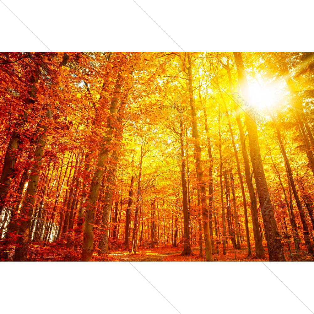 Autumn Trees D1 — custom-size art design 5005298