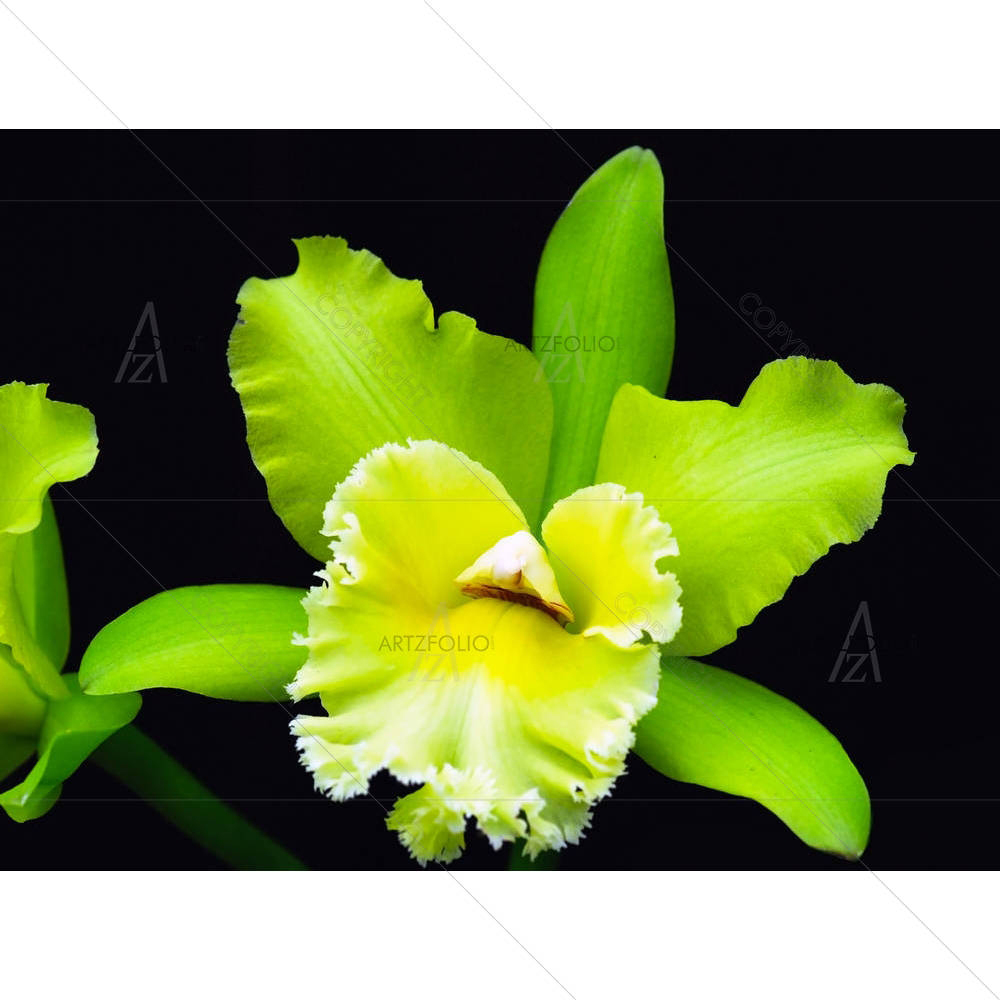 Orchid Flower D1 — custom-size art design 5005302