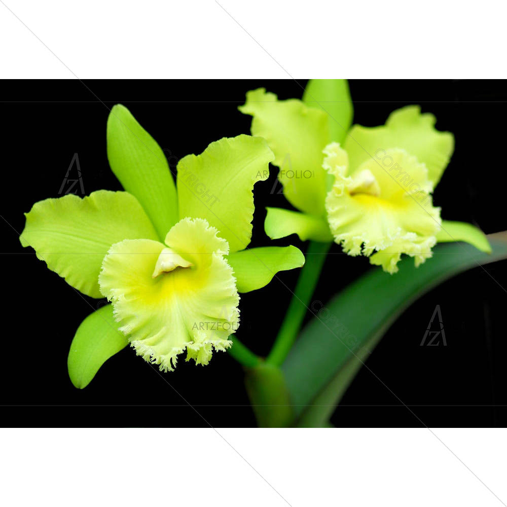 Orchid Flower D2 — custom-size art design 5005303
