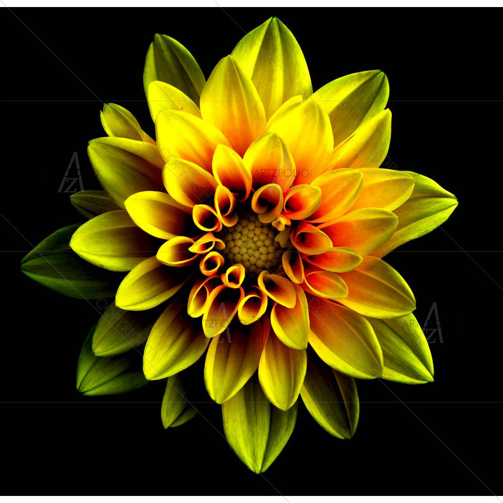 Flower Dahlia — custom-size art design 5005312