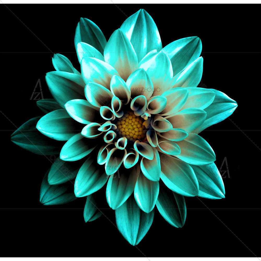 Turquoise Flower Dahlia — Botanical custom art by ArtzFolio