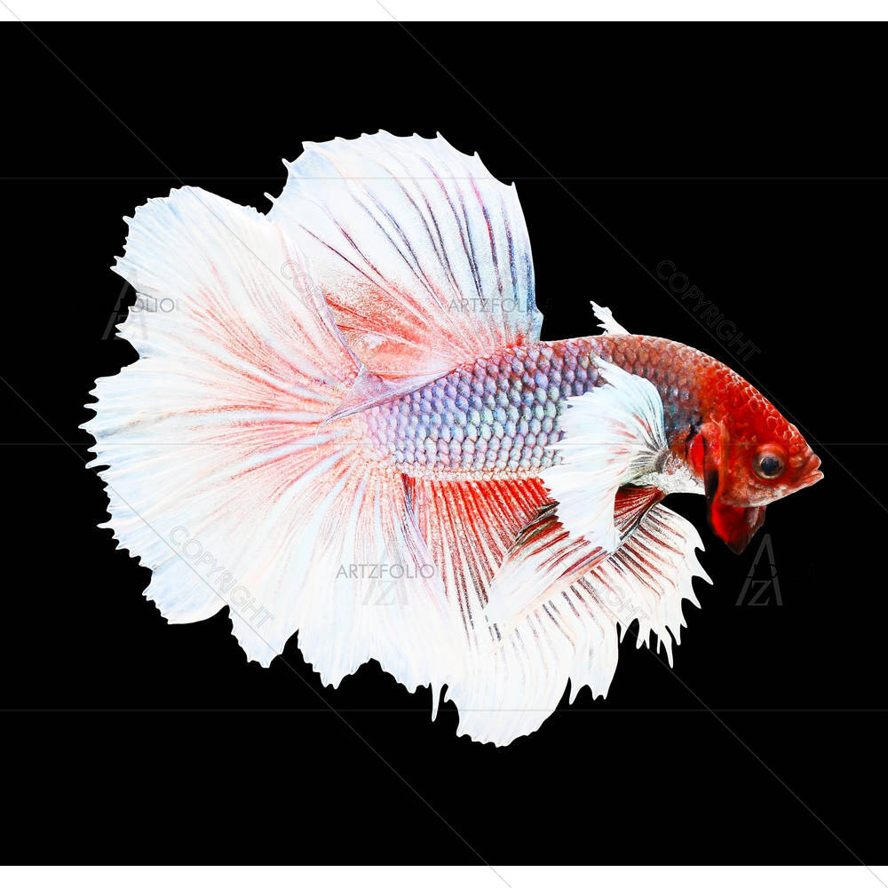 Betta Fish D2 — Animals custom art by ArtzFolio
