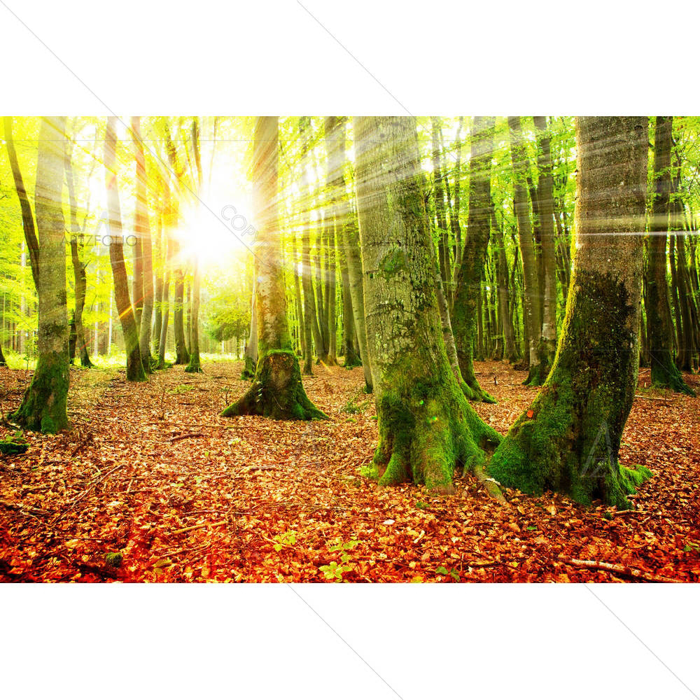 Autumn Landscape D8 — custom-size art design 5005351