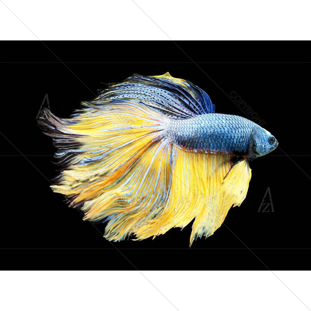 Betta Fish D3 — custom-size art design 5005408