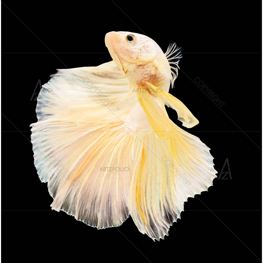 Betta Fish D4 — Animals custom art by ArtzFolio
