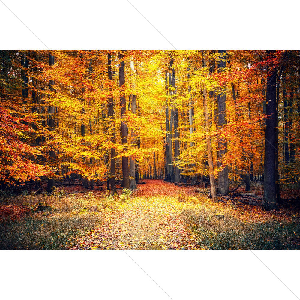 Pathway In The Autumn Park — custom-size art design 5005412