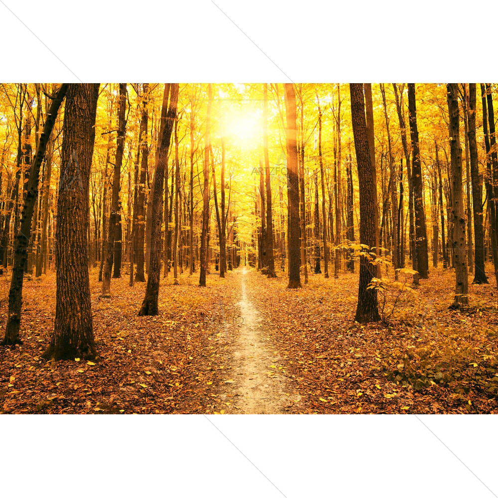 Autumn Trees In The Forest — custom-size art design 5005416