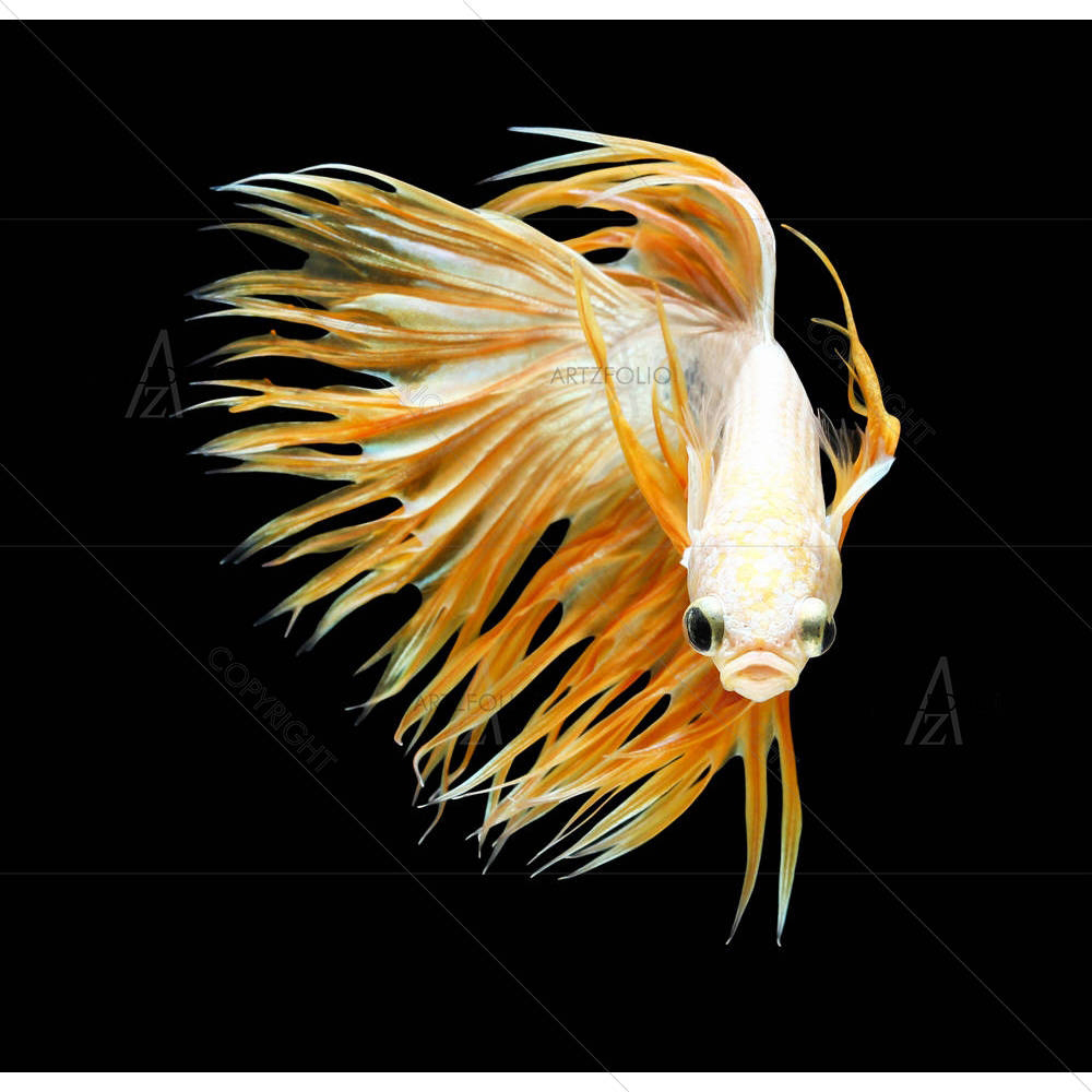 Betta Fish D5 — custom-size art design 5005510