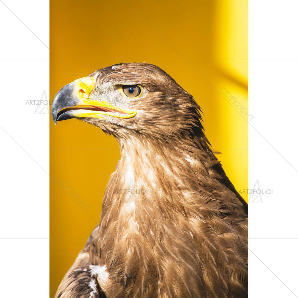Golden Eagle — custom-size art design 5005528