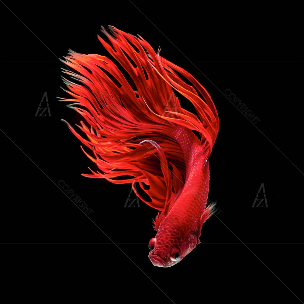 Siamese Betta Fighting Fish — custom-size art design 5005548